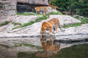 Sundarbans – The Pride of West Bengal