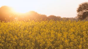 Wandering Through the Mustard Fields of Punjab