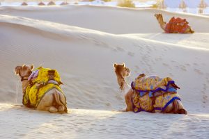 All You Need to Know About Jaisalmer Desert Festival