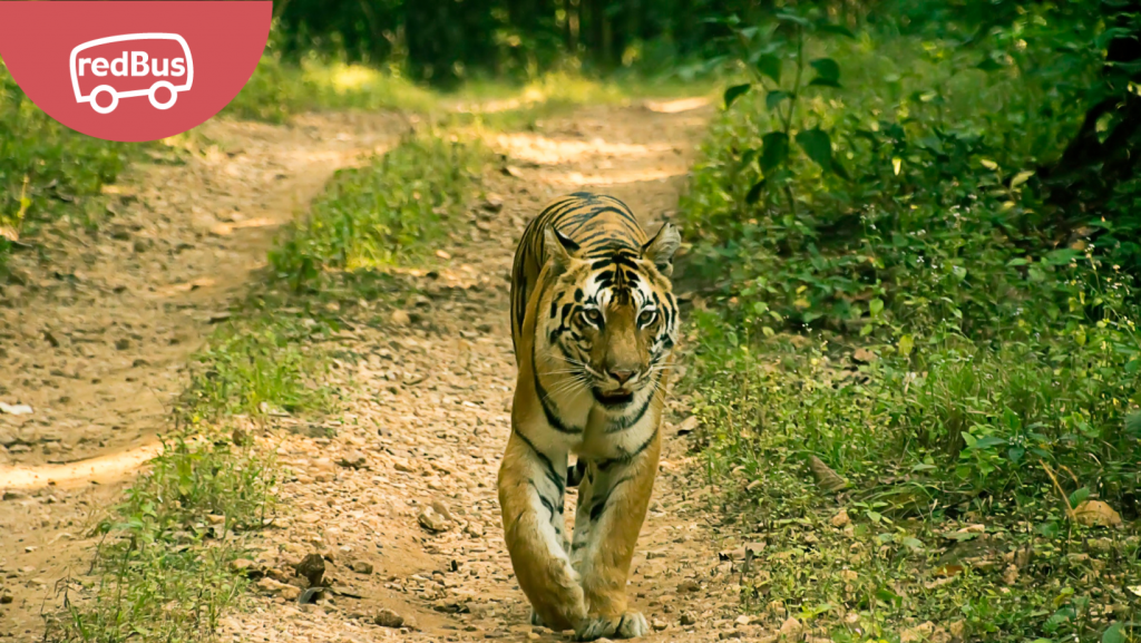 Visit These Famous National Parks In Madhya Pradesh Redbus Blog