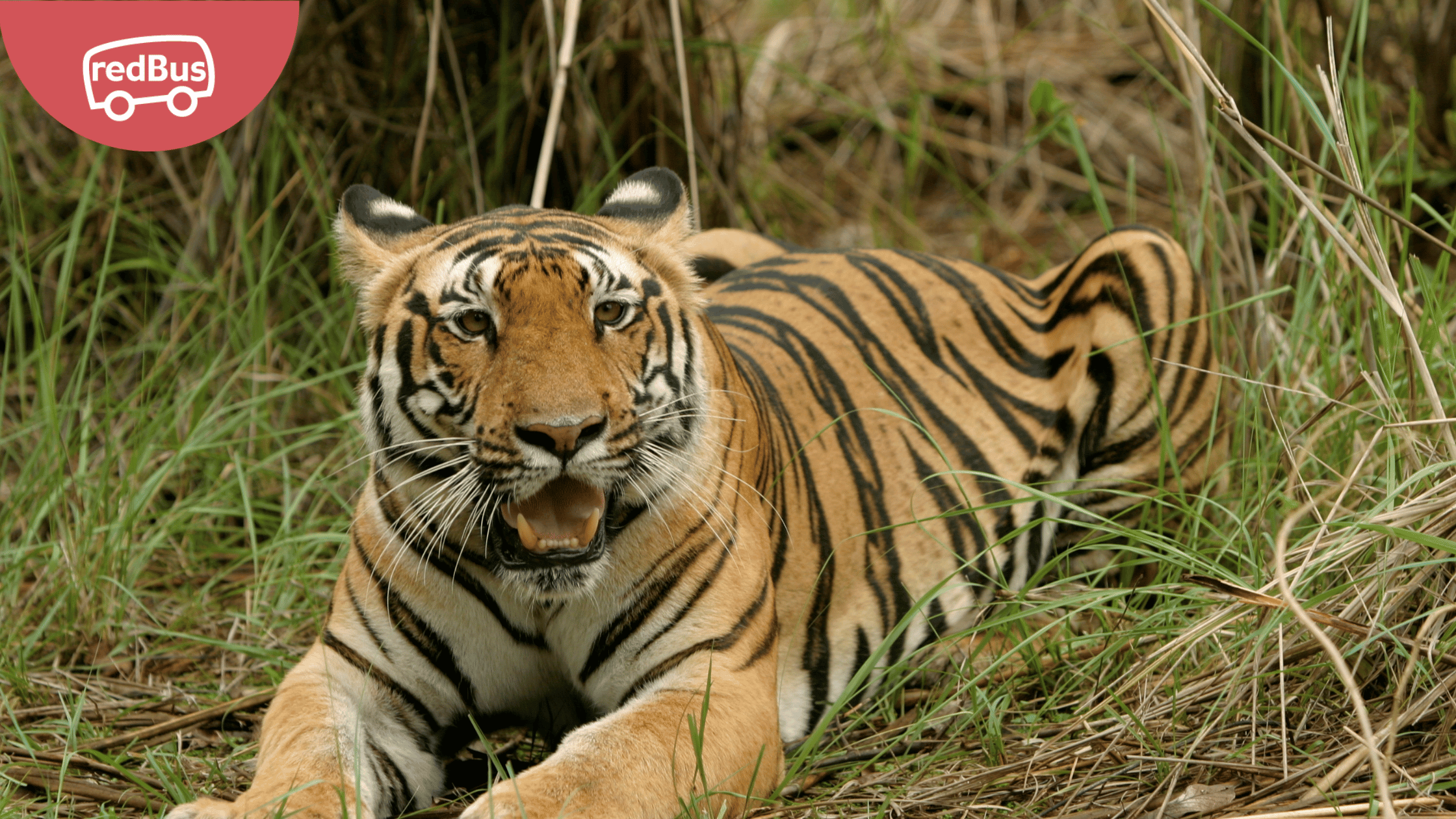 Explore Famous tiger reserves located in the heart of Madhya Pradesh.