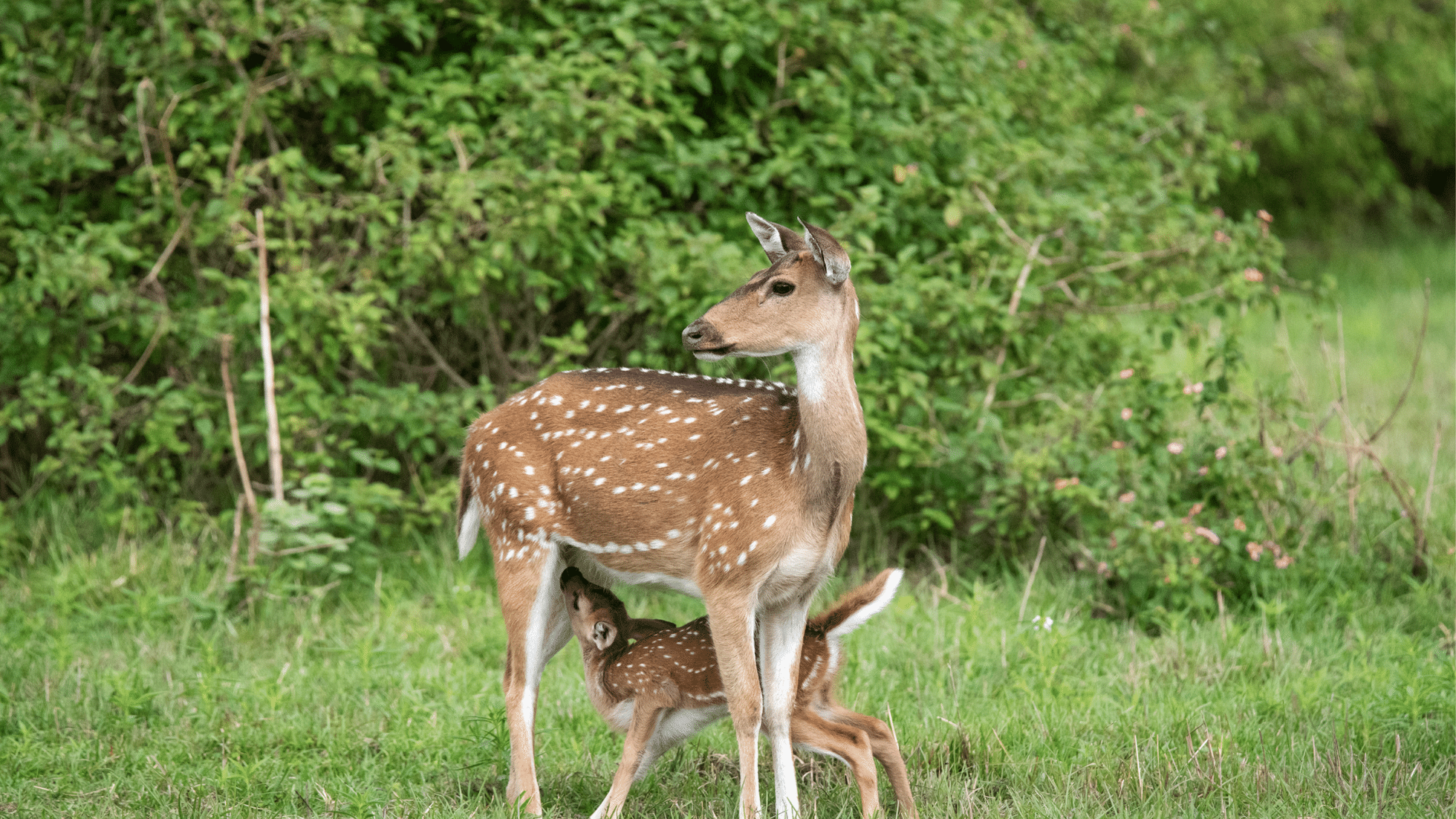 Preserving Karnataka’s Biodiversity: A Journey through Its Famous National Parks