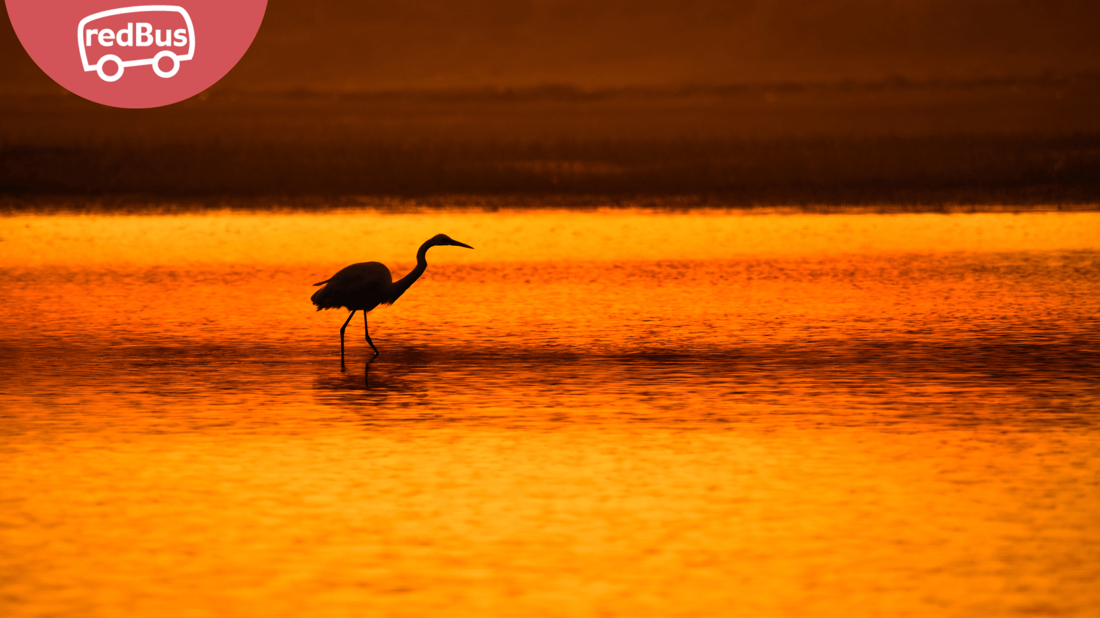 Exploring the Coastal Charms of Odisha: Must-Visit Beaches