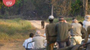 Discovering Wildlife: Best Jungle Safaris in Madhya Pradesh