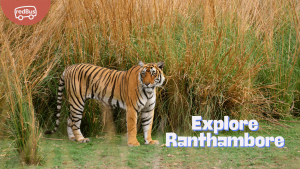 Discovering the Majestic Wilderness of Ranthambore: A Complete Travel Guide