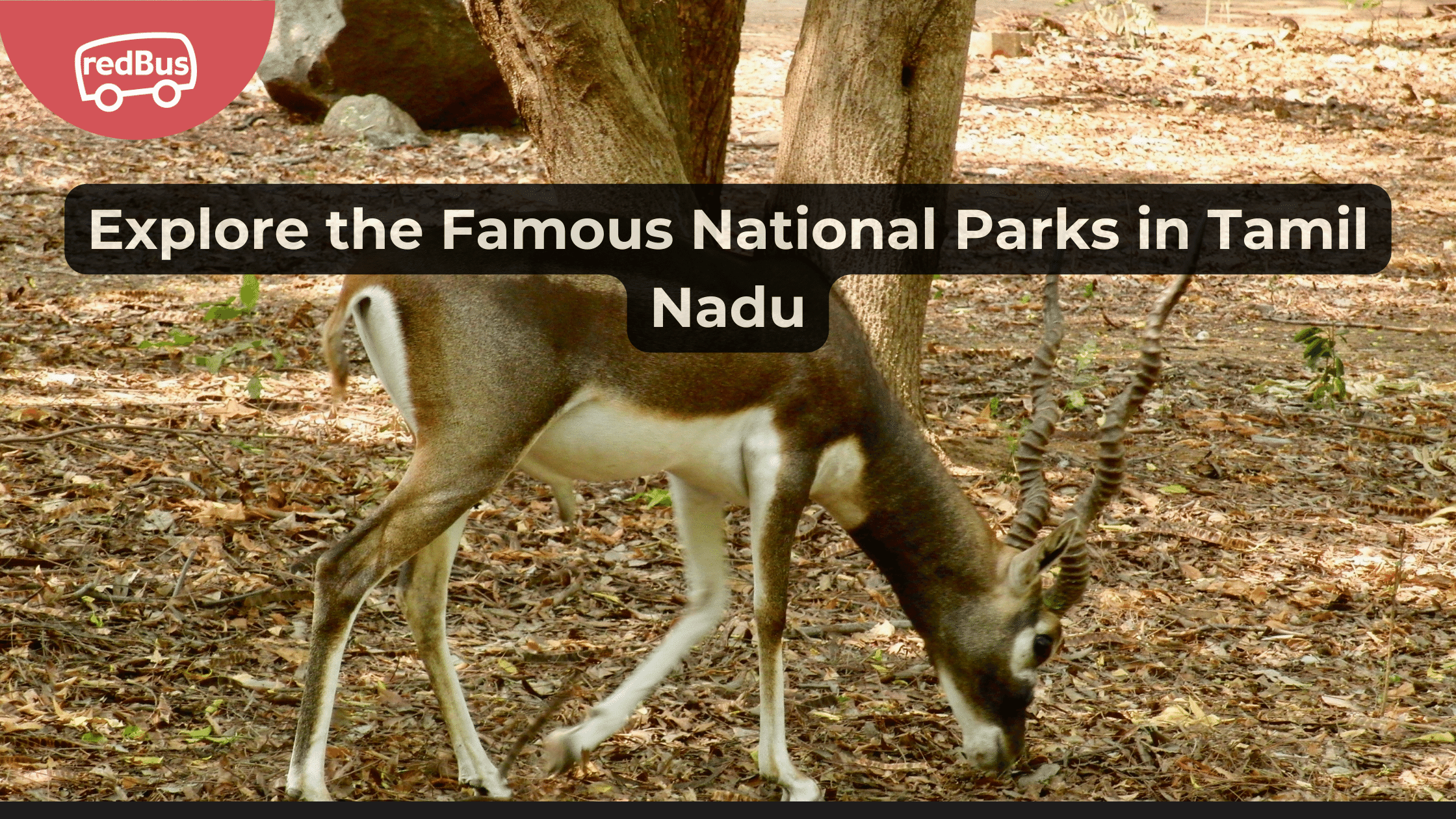 Discover the Wilderness: A Guide to the National Parks of Tamil Nadu