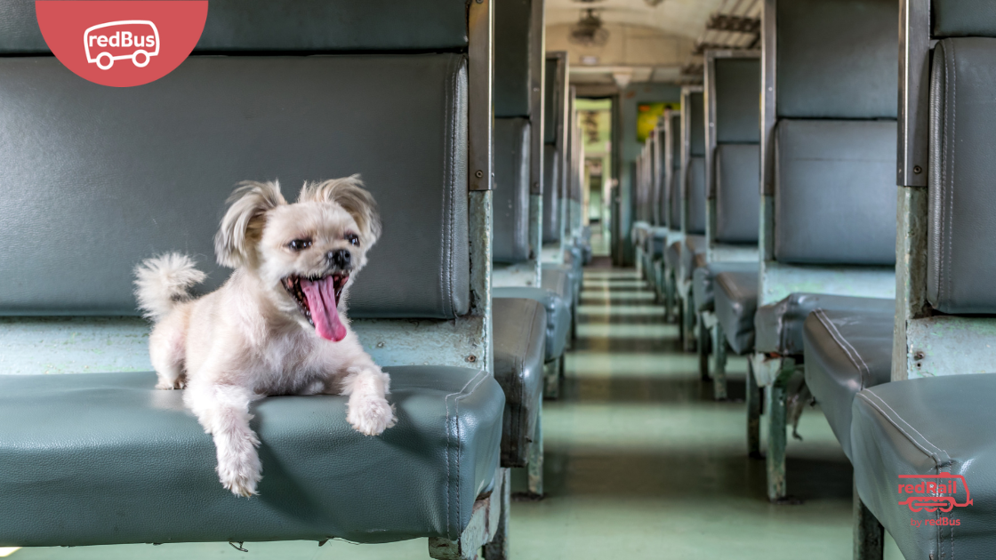 Travel tips for pets in trains