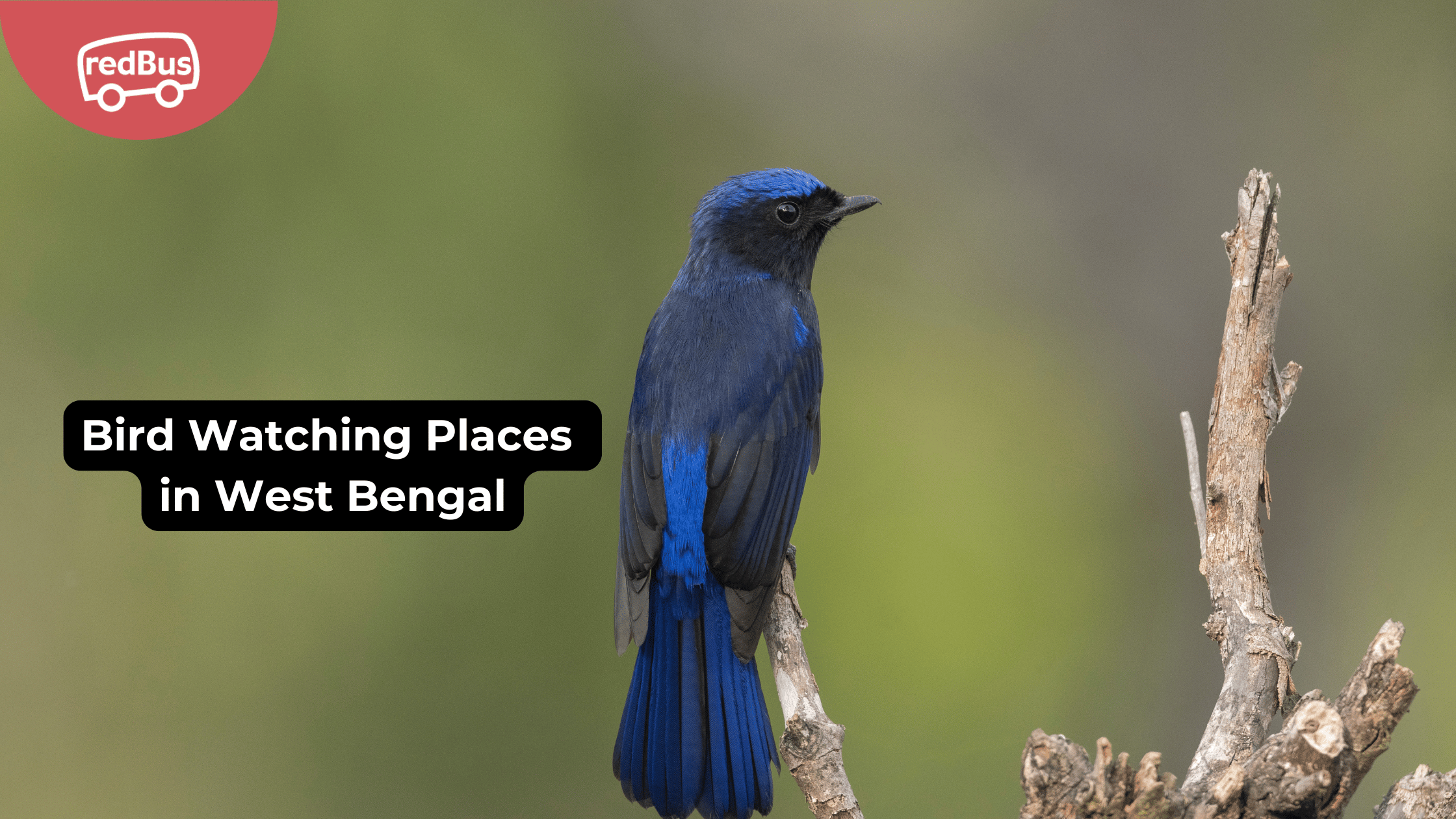 Birdwatching Destinations in Bengal for Shutterbugs